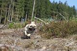 BOULEDOGUE FRANCAIS 106